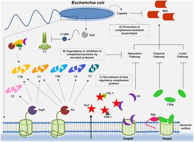 How Escherichia coli Circumvent Complement-Mediated Killing